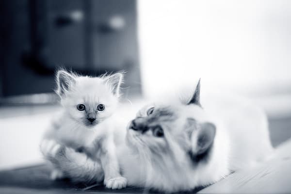 Parasites intestinaux chez le chat