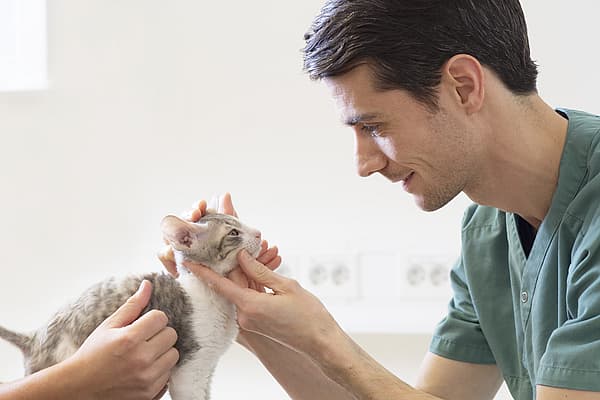 Détection des tares occulaires chez le chien