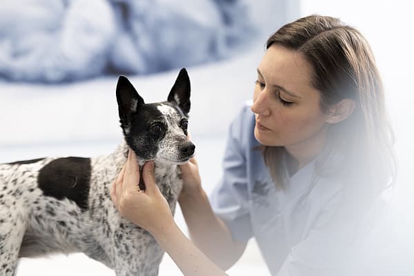 la Kératoconjonctivite sèche chez le chien