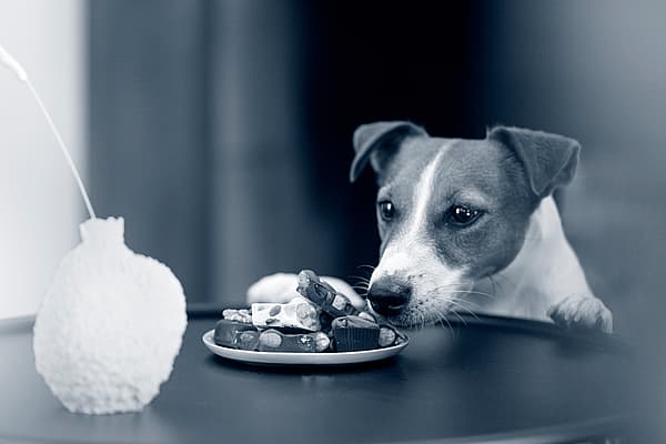 Empoisonnement au chocolat chez le chien