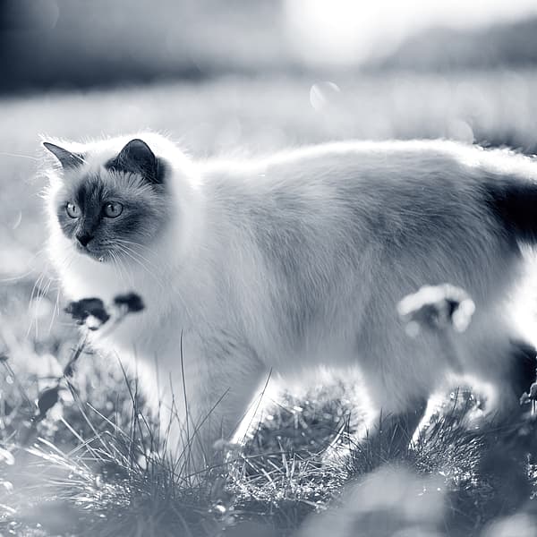 Un chat debout dans l’herbe.