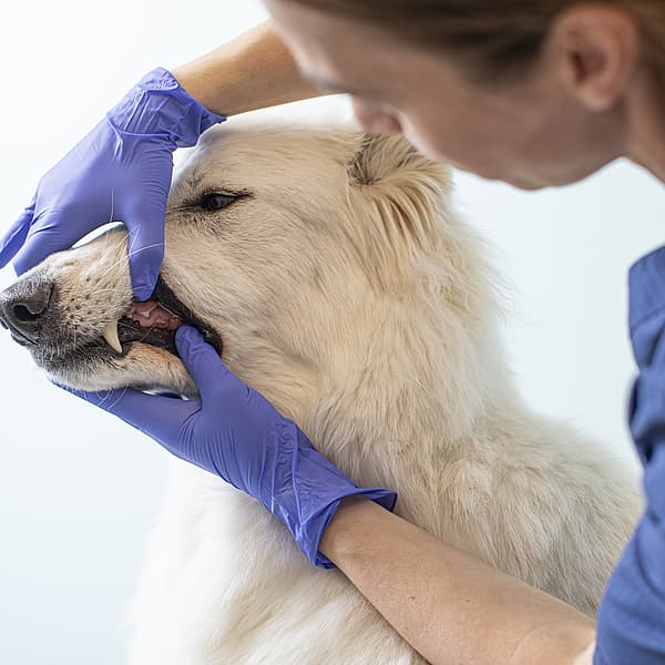 Brossage des dents chez le chien