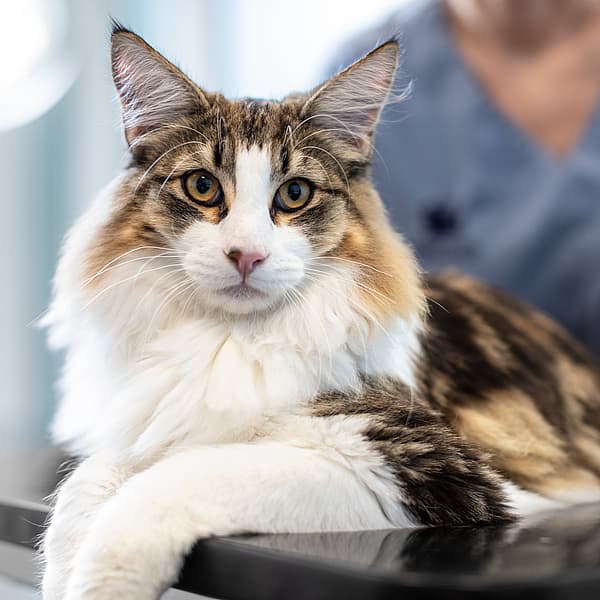 Un chat allongé sur une table.
