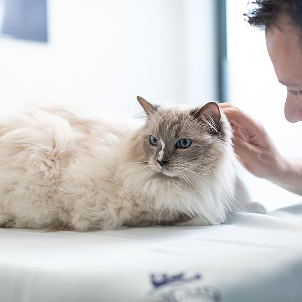 8 faits sur les dents du chat