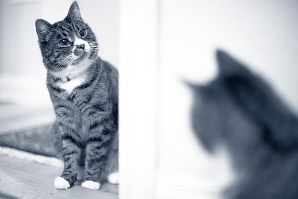 Examen orthopédique pour le chat