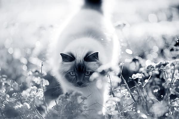 Un chat se promenant dans un champ de fleurs.