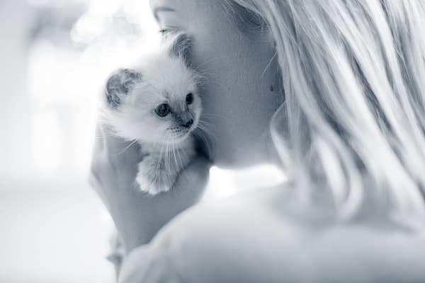 Coryza ou rhume du chat ou infection des voies respiratoires supérieures