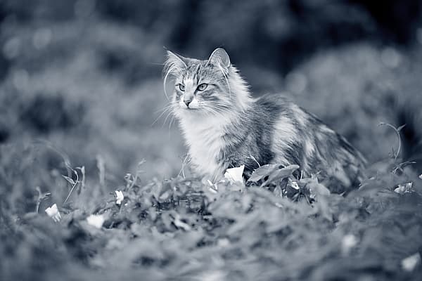 Gastrite chez le chat