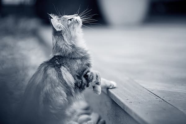 Cat looking at the sky