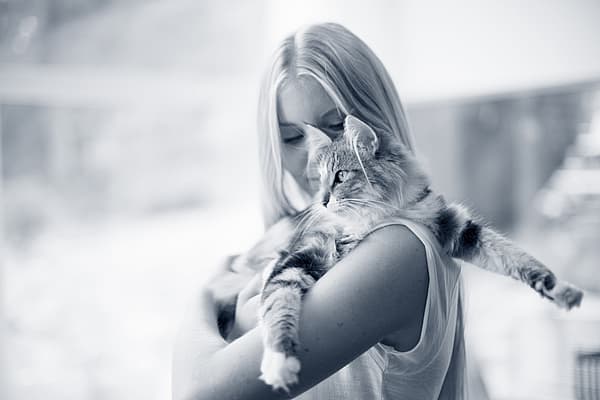 Maladies des voies urinaires chez le chat