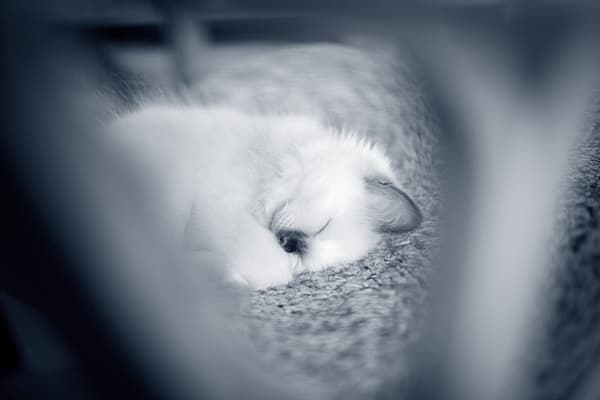 Un chat dormant sur un tapis.