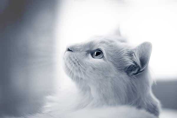 Pancréatite chez le chat