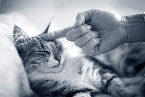 Une main touchant un chat.