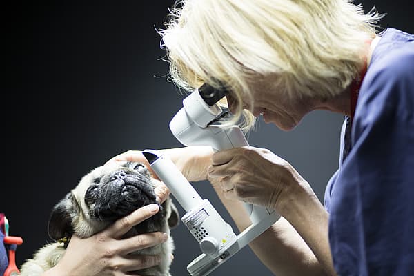 Détection des tares occulaires chez le chien