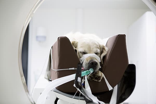 Scanner (Tomodensitométrie) chez le chien