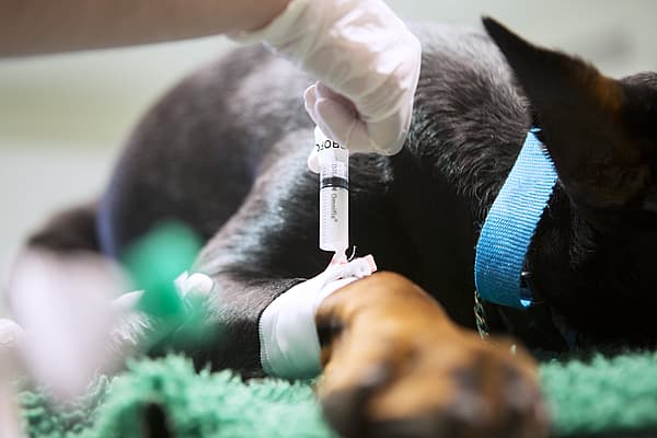 Traitement de la douleur chez le chien