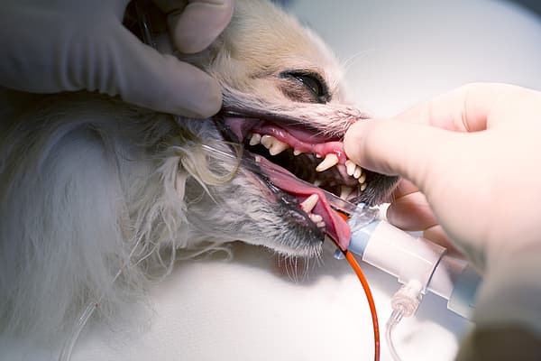 Extraction dentaire chez le chien