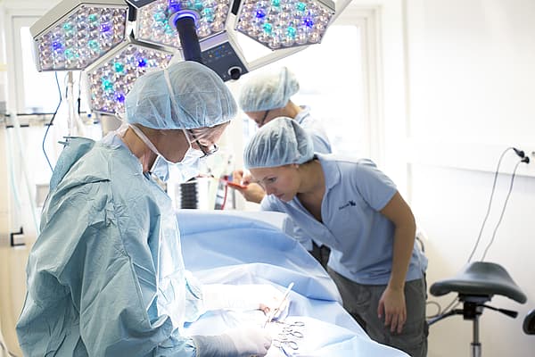 Chirurgie des oreilles, museau et cou pour le chat