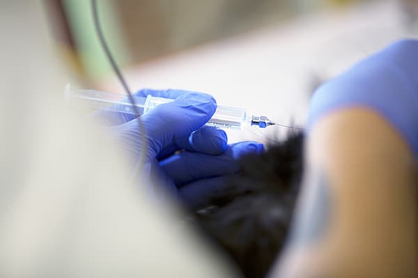 Intradermoréaction ou IDR (Test d'allergie) chez le chien