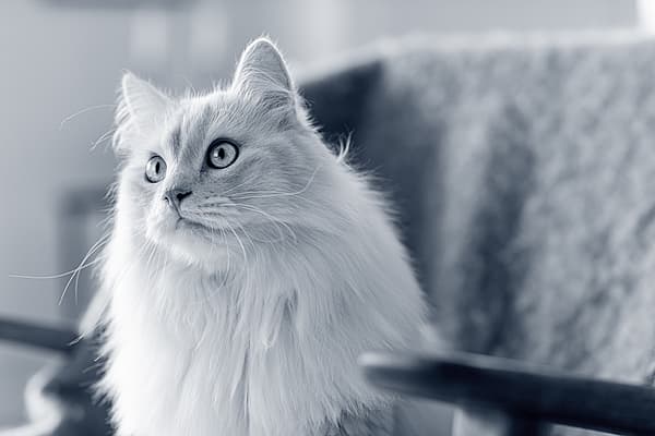 Chirurgie orthopédique du chat