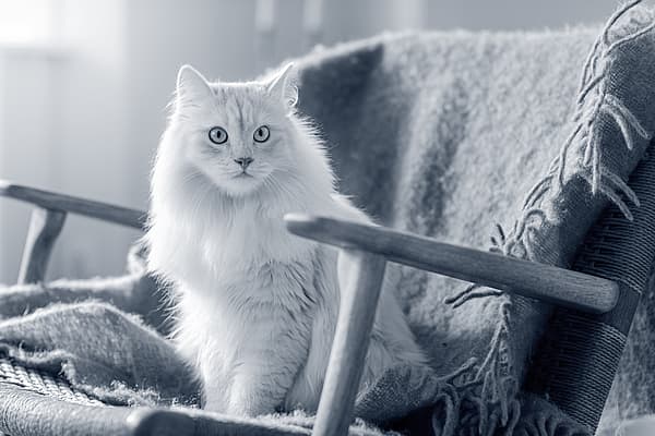 Un chat assis sur une chaise.