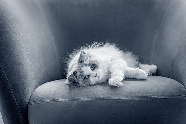 Un chat allongé sur un canapé.