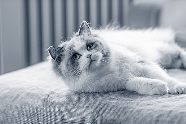 Un chat allongé sur un lit.