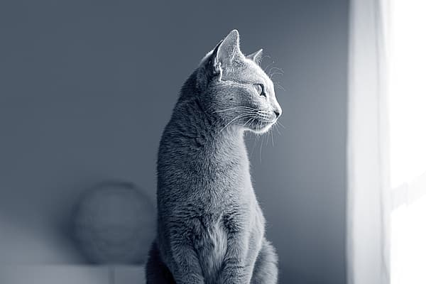 Un chat assis regardant par la fenêtre.