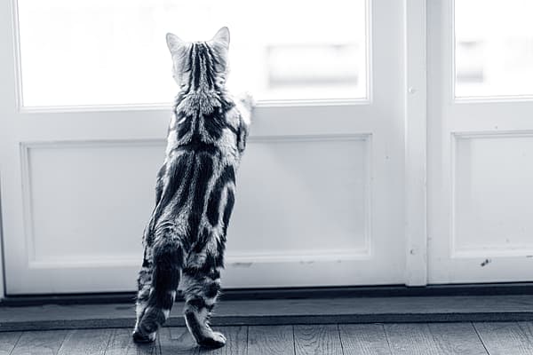 Un chat qui regarde par une porte.