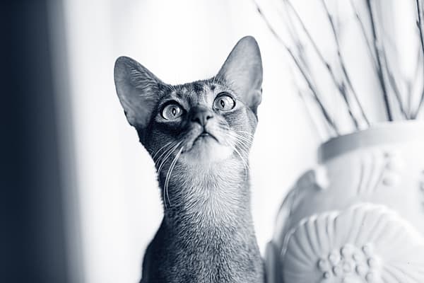 Un chat regardant un vase.