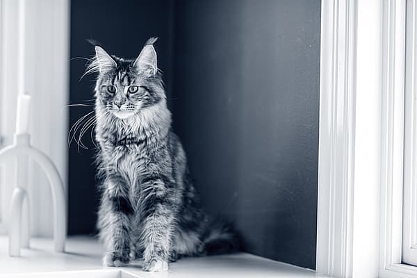 Un chat assis sur le rebord d’une fenêtre.