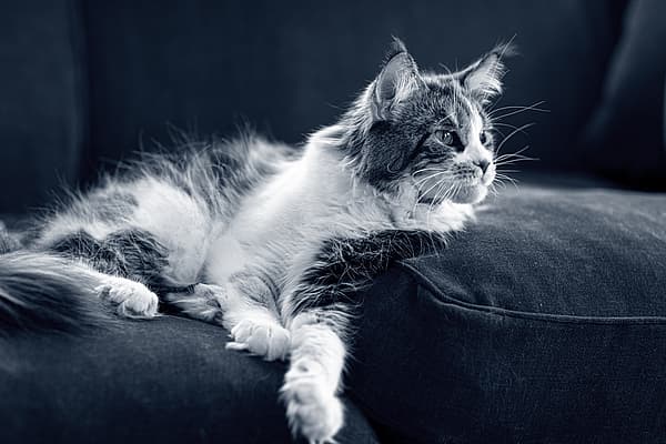 Un chat allongé sur un canapé.