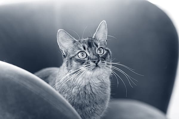 Induction de vomissements chat