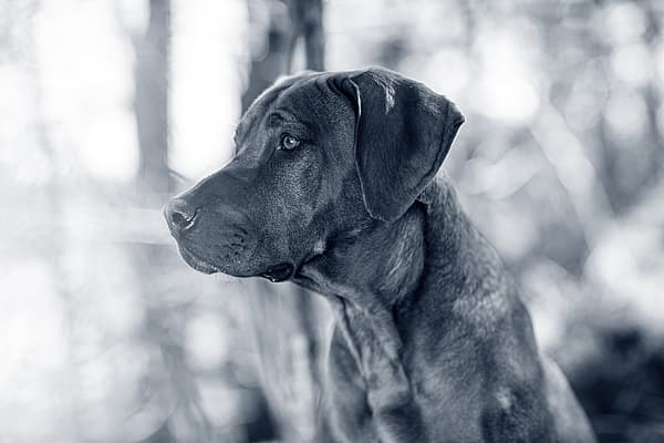 Insuffisance hépatique aiguë chez le chien
