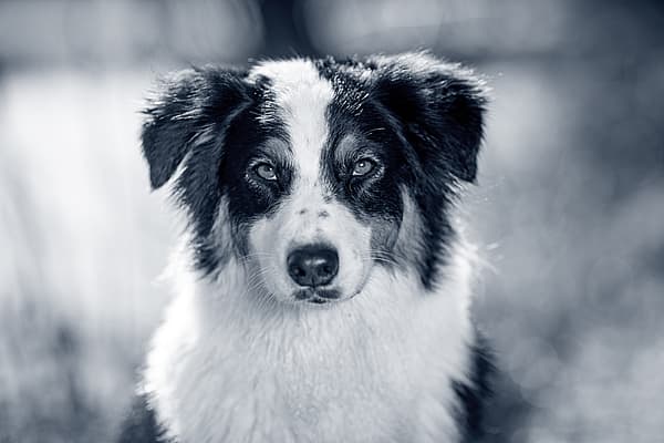 Un chien noir et blanc.