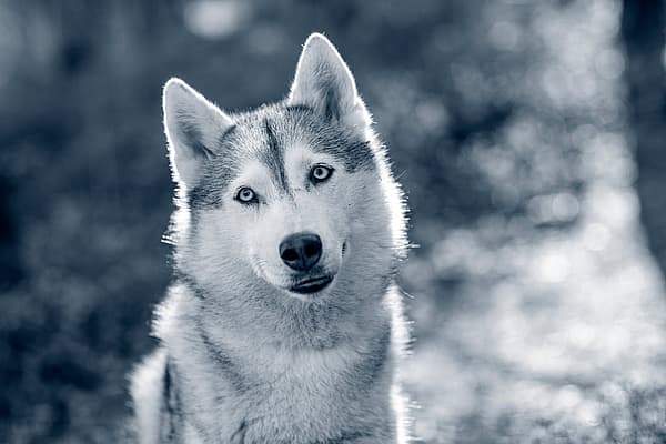Stress chez le chien