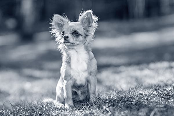 Lithiase (calculs) urinaire chez le chien