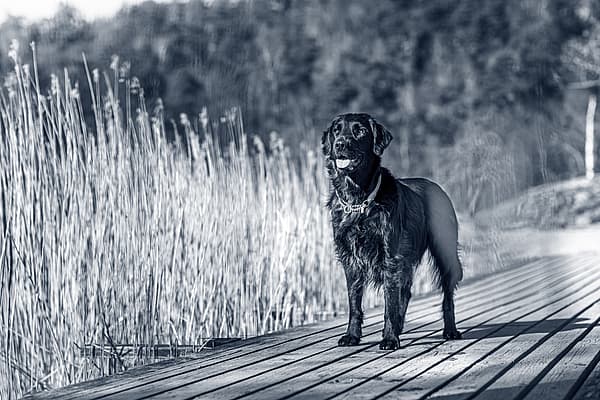 L’hypertrophie de la prostate chez le chien