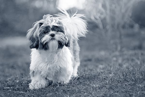 Un chien debout sur l’herbe.