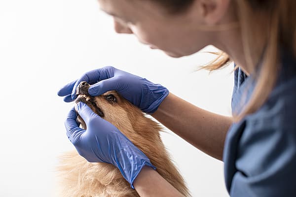 Détartrage chez le chien