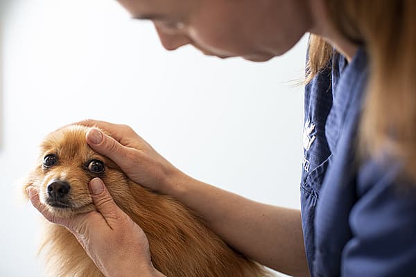 Une personne caressant un chien.