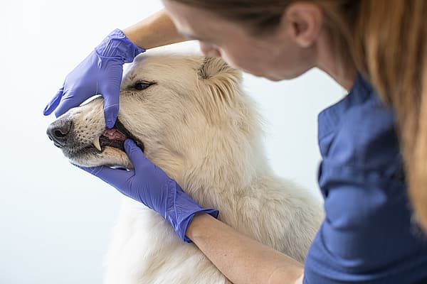 Déchaussement dentaire chez le chien
