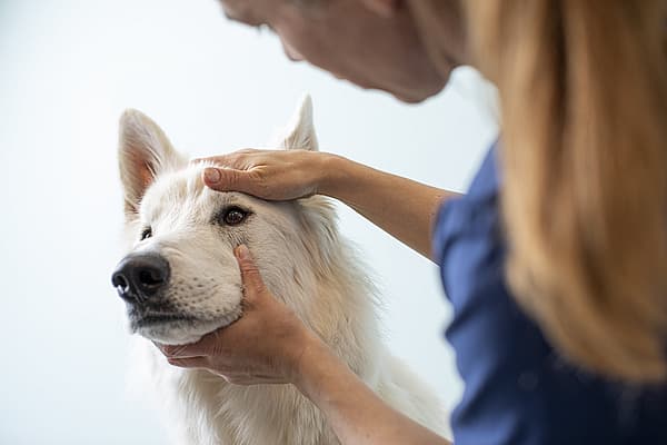 Une personne caressant un chien.
