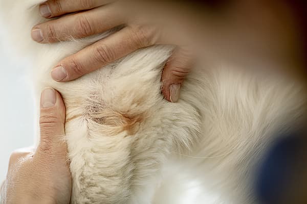 Les mains d’une personne touchant un animal à fourrure blanche.