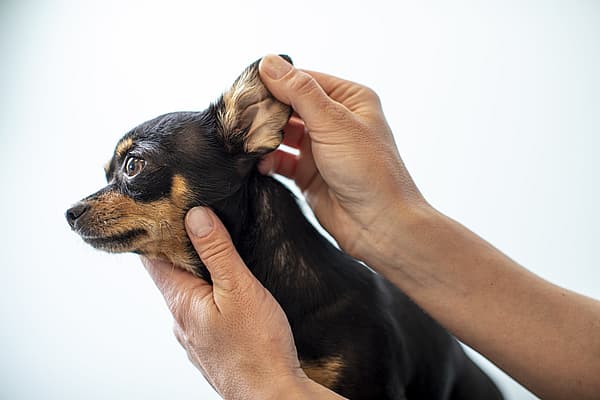 Une personne tenant un chien.