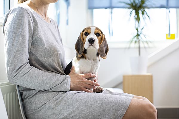 Hospitalisation chez le chien