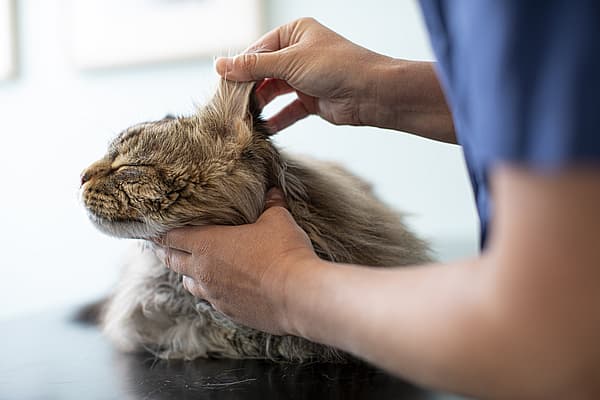 Une personne tenant l’oreille d’un chat.