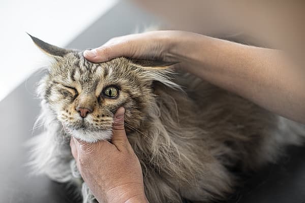 Examen oculaire chez le chat