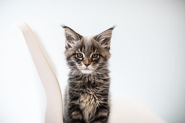Un chat assis sur une chaise.
