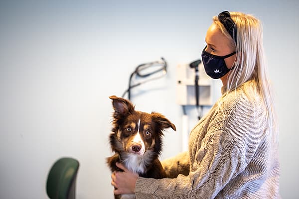 Examen médical chez le chien